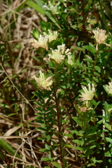 Pimelea linifolia