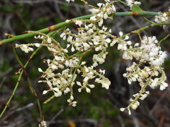 Polygonella macrophylla