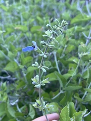 Salvia cedrosensis