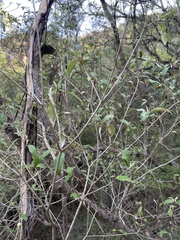 Croton gratissimus gratissimus