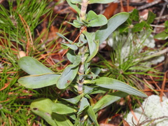 Polygonella macrophylla