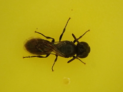 Hylaeus