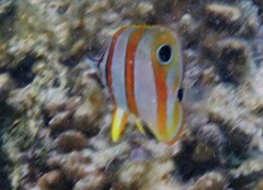Chelmon rostratus
