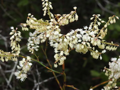 Polygonella macrophylla