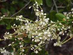 Polygonella macrophylla