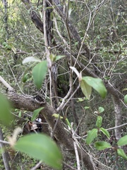 Croton gratissimus gratissimus
