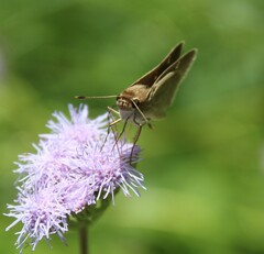 Lerodea eufala eufala