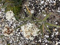 Corymbium villosum