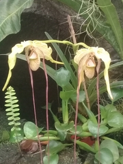 Phragmipedium