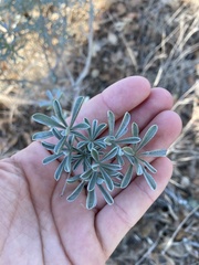 Lupinus albifrons