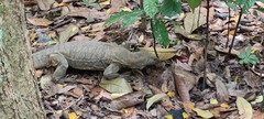 Varanus nebulosus