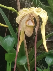 Phragmipedium