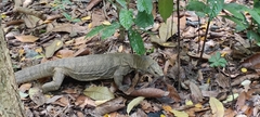 Varanus nebulosus