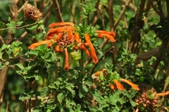 Leonotis leonurus