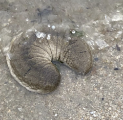 Holothuria scabra