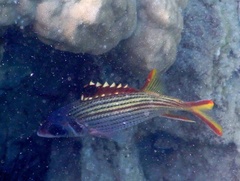 Neoniphon sammara