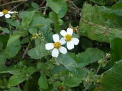 Bidens odorata
