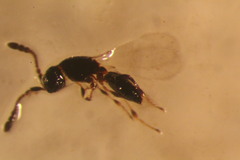 Trichopria
