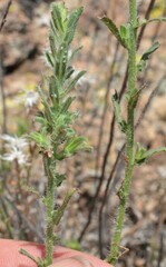 Heterotheca marginata