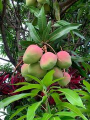 Mangifera
