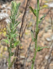 Heterotheca marginata