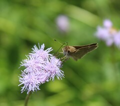 Lerodea eufala eufala