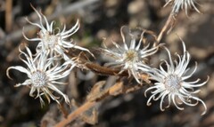 Heterotheca marginata