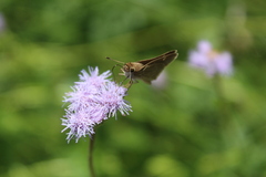Lerodea eufala eufala