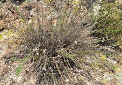 Heterotheca marginata