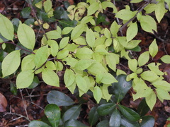Ilex
