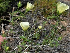 Hibiscus coulteri