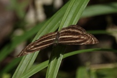 Neptis omeroda