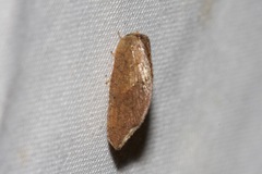 Drepanacra binocula