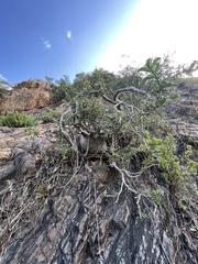 Pachypodium saundersii