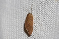 Drepanacra binocula