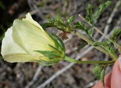 Hibiscus coulteri