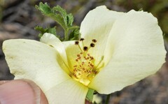 Hibiscus coulteri
