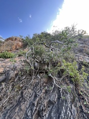 Pachypodium saundersii