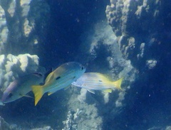 Lutjanus fulviflamma