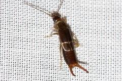 Spongiphoridae
