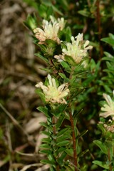 Pimelea linifolia