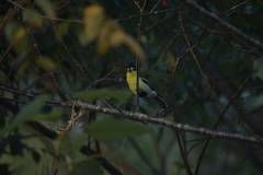 Machlolophus holsti