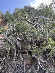 Pachypodium saundersii