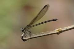 Euphaea ochracea