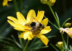 Eristalis anthophorina