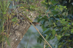 Pomatorhinus musicus