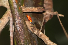 Oophaga pumilio