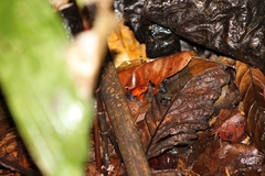 Oophaga pumilio