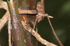 Oophaga pumilio