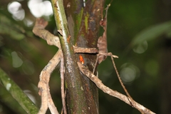 Oophaga pumilio